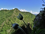 64 Pulsatilla alpina (Anemone alpino) in fioritura